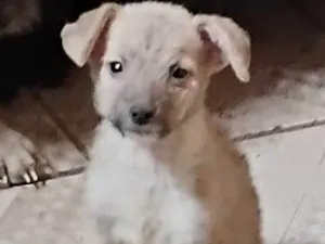 Cachorro raça SRD-ViraLata idade 2 a 6 meses nome Eles ainda não tem nome