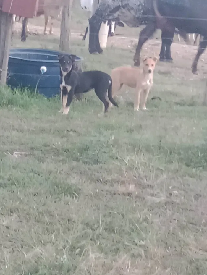 Cachorro ra a SRD-ViraLata idade 2 a 6 meses nome Estrla