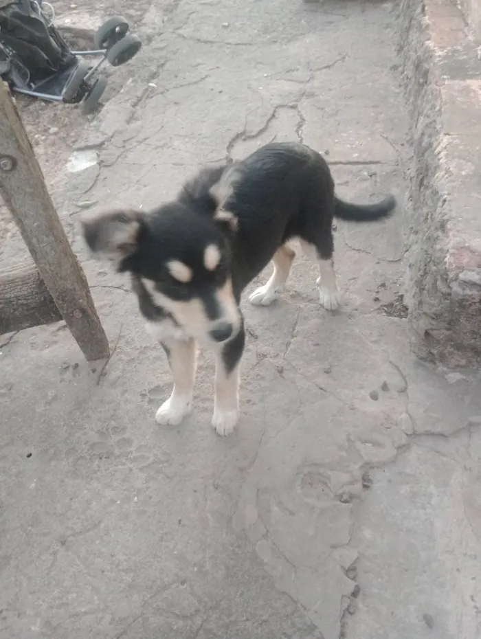 Cachorro ra a SRD-ViraLata idade 2 a 6 meses nome Estrla