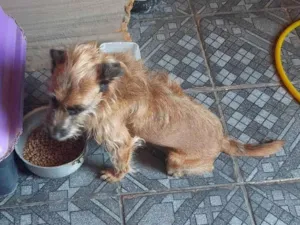 Cachorro raça SRD-ViraLata idade 5 anos nome Lalá 
