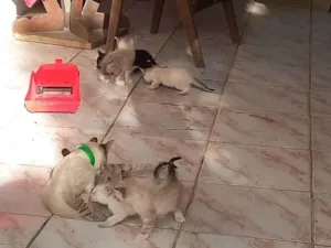 Gato raça Siamês idade Abaixo de 2 meses nome Sem nomes 
