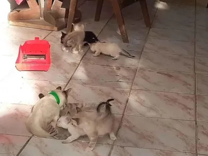 Gato raça Siamês idade Abaixo de 2 meses nome Sem nomes 