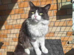 Gato raça Angorá idade 6 ou mais anos nome MENINÃO