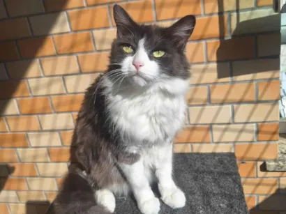 Gato raça Angorá idade 6 ou mais anos nome MENINÃO