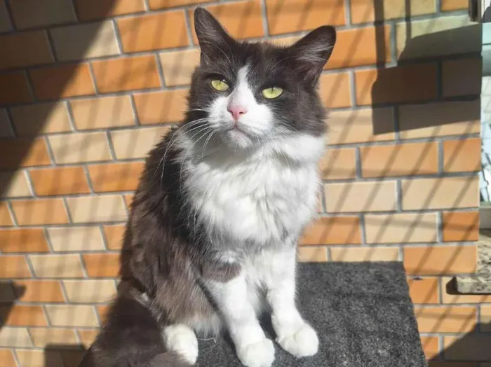 Gato ra a Angorá idade 6 ou mais anos nome MENINÃO