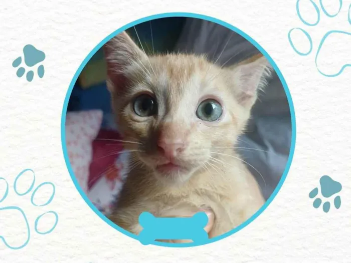 Gato ra a SRD-ViraLata idade Abaixo de 2 meses nome Não possui nome 