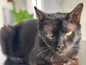 Gato raça SRD-ViraLata idade 4 anos nome Juninho