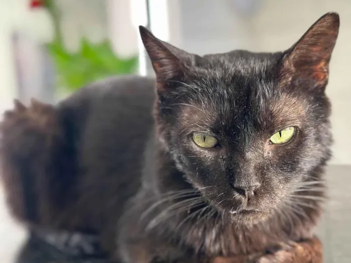 Gato ra a SRD-ViraLata idade 4 anos nome Juninho
