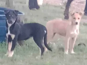 Cachorro raça SRD-ViraLata idade 2 a 6 meses nome Estrla