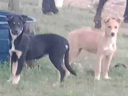Cachorro raça SRD-ViraLata idade 2 a 6 meses nome Estrla