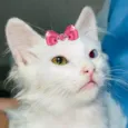 Safira