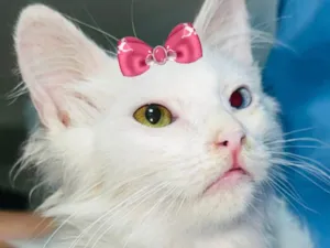 Gato raça Angorá idade 2 a 6 meses nome Safira 