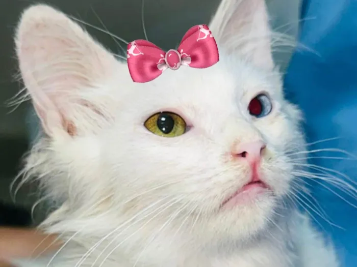 Gato ra a Angorá idade 2 a 6 meses nome Safira 