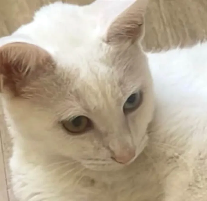 Gato ra a SRD-ViraLata idade 2 a 6 meses nome SKY 