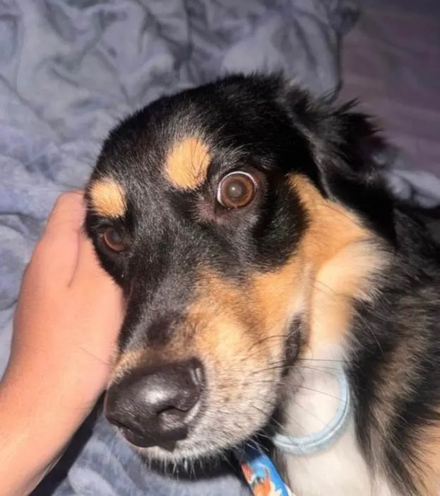 Cachorro ra a Labrador idade 7 a 11 meses nome Marlon 
