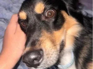 Cachorro raça Labrador idade 7 a 11 meses nome Marlon 
