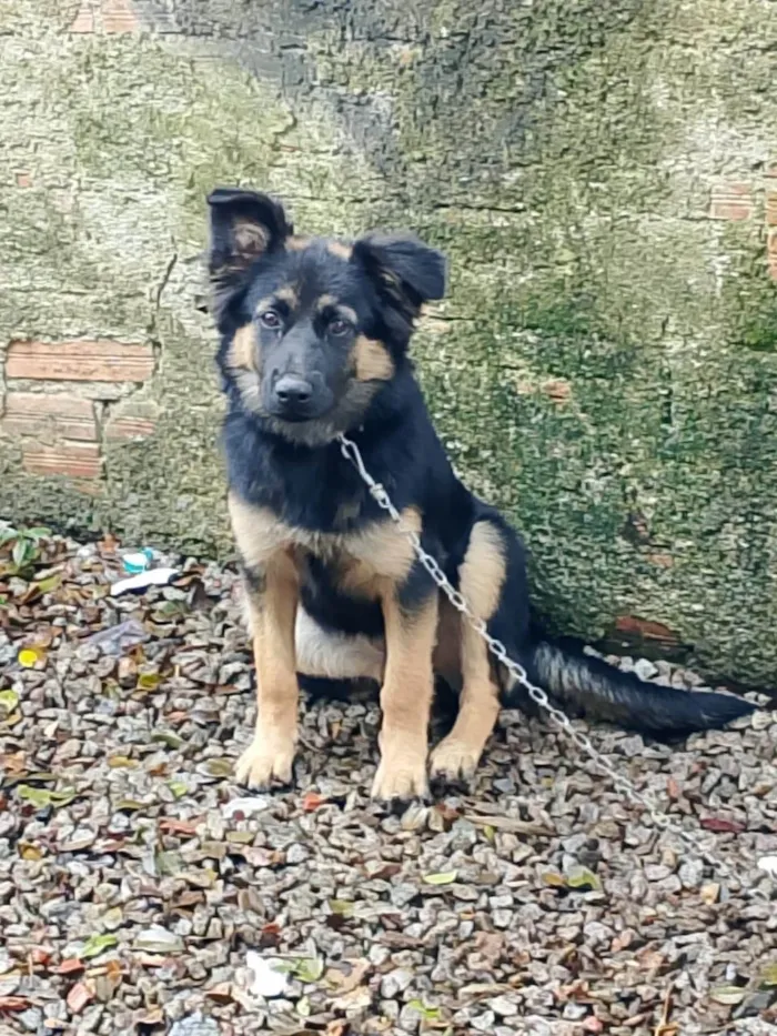 Cachorro ra a Pastor Alemão idade 7 a 11 meses nome Kira 