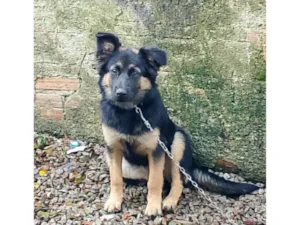 Cachorro raça Pastor Alemão idade 7 a 11 meses nome Kira 