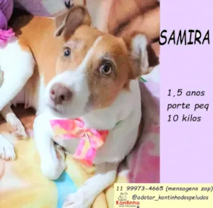 Cachorro raça SRD-ViraLata idade 1 ano nome Samira
