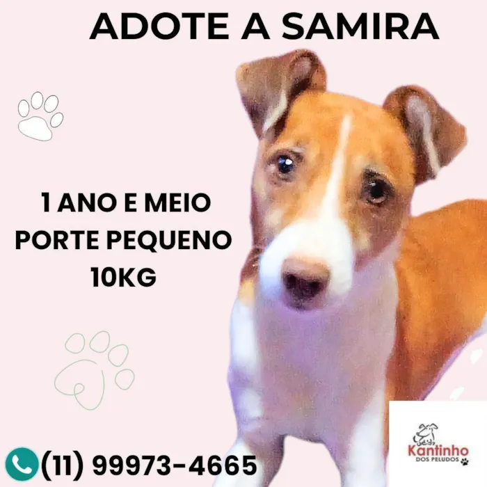 Cachorro ra a SRD-ViraLata idade 1 ano nome Samira