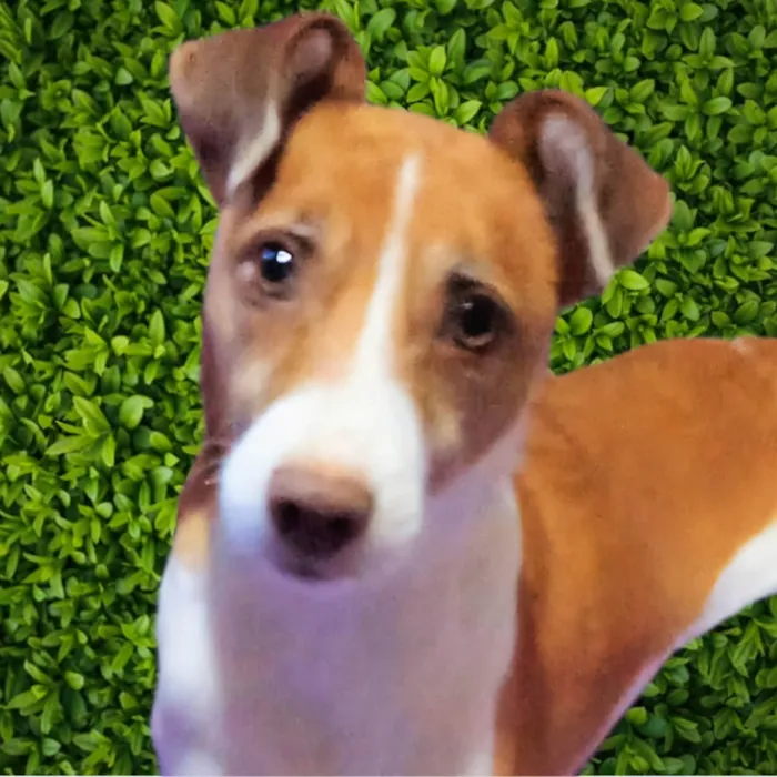 Cachorro ra a SRD-ViraLata idade 1 ano nome Samira