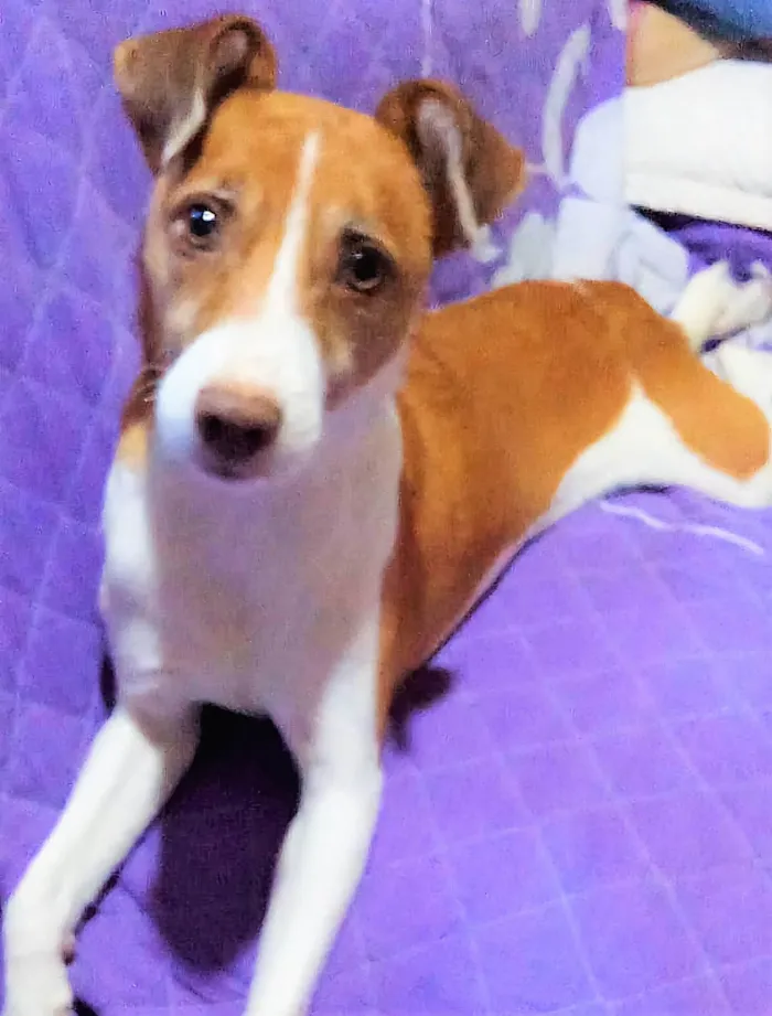 Cachorro ra a SRD-ViraLata idade 1 ano nome Samira