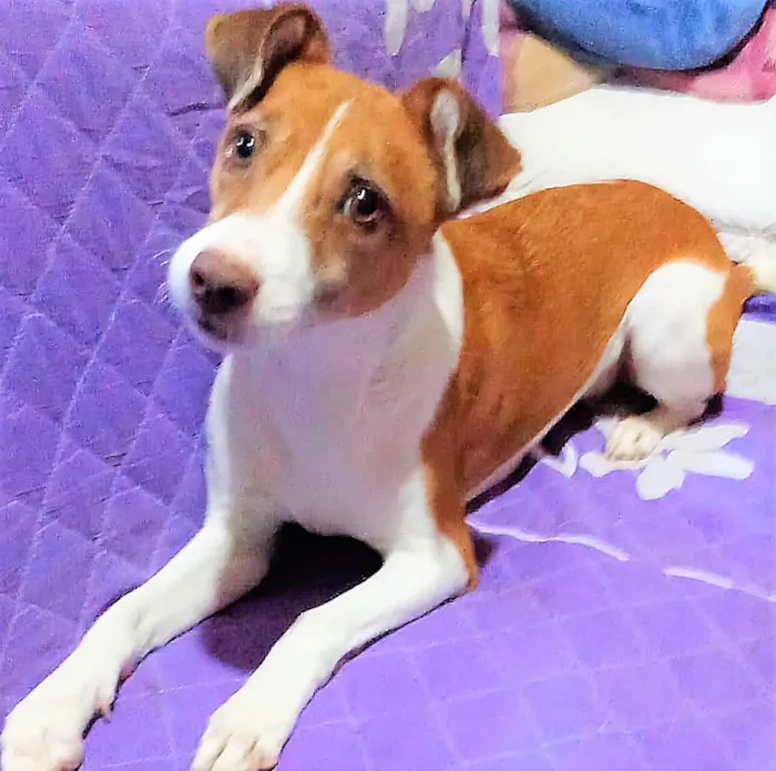 Cachorro ra a SRD-ViraLata idade 1 ano nome Samira