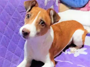 Cachorro raça SRD-ViraLata idade 1 ano nome Samira