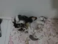 Gatinha e gatinhos nascidos no dia 7 de julho