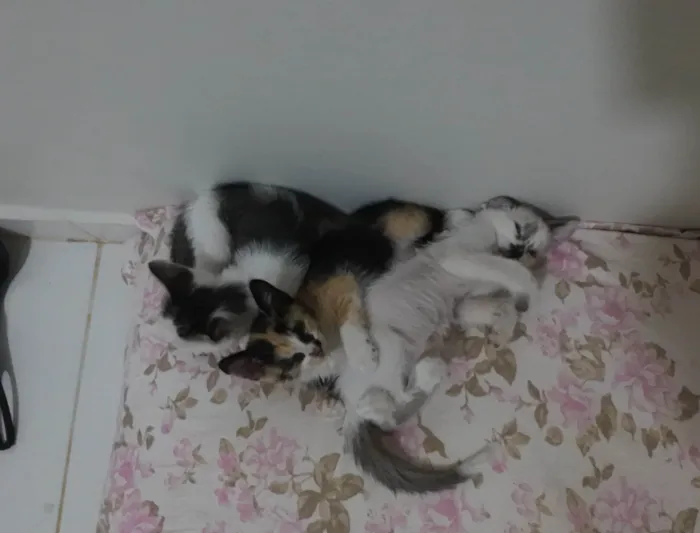 Gato ra a SRD-ViraLata idade Abaixo de 2 meses nome Gatinha e gatinhos nascidos no dia 7 de julho