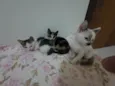 Gatinha e gatinhos nascidos no dia 7 de julho