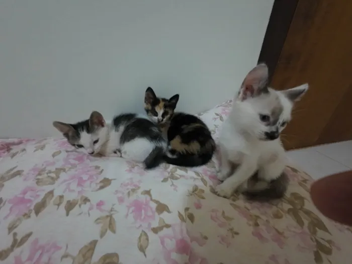Gato ra a SRD-ViraLata idade Abaixo de 2 meses nome Gatinha e gatinhos nascidos no dia 7 de julho