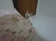 Gatinha e gatinhos nascidos no dia 7 de julho