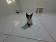 Gatinha e gatinhos nascidos no dia 7 de julho