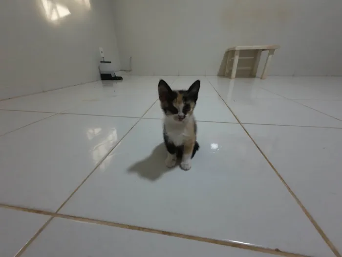 Gato ra a SRD-ViraLata idade Abaixo de 2 meses nome Gatinha e gatinhos nascidos no dia 7 de julho