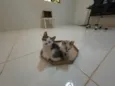Gatinha e gatinhos nascidos no dia 7 de julho