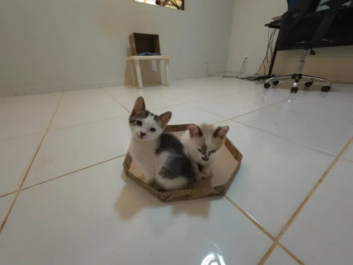 Gato ra a SRD-ViraLata idade Abaixo de 2 meses nome Gatinha e gatinhos nascidos no dia 7 de julho