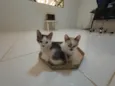 Gatinha e gatinhos nascidos no dia 7 de julho