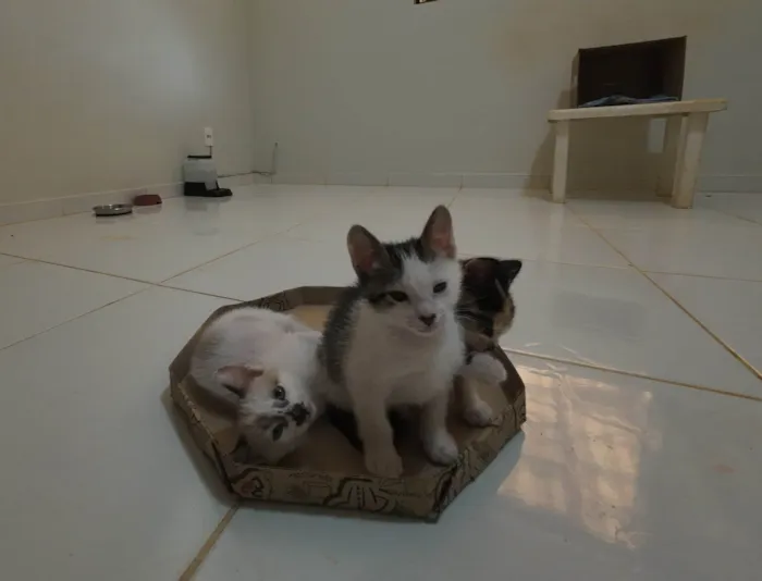 Gato ra a SRD-ViraLata idade Abaixo de 2 meses nome Gatinha e gatinhos nascidos no dia 7 de julho