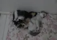 Gatinha e gatinhos nascidos no dia 7 de julho