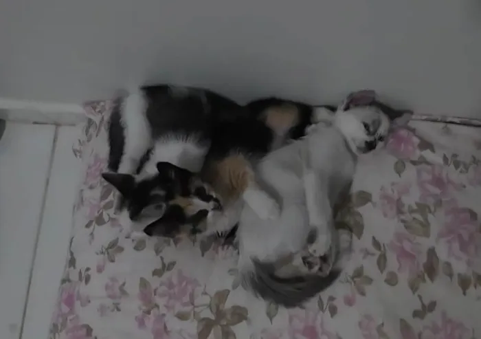 Gato ra a SRD-ViraLata idade Abaixo de 2 meses nome Gatinha e gatinhos nascidos no dia 7 de julho