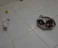 Gatinha e gatinhos nascidos no dia 7 de julho