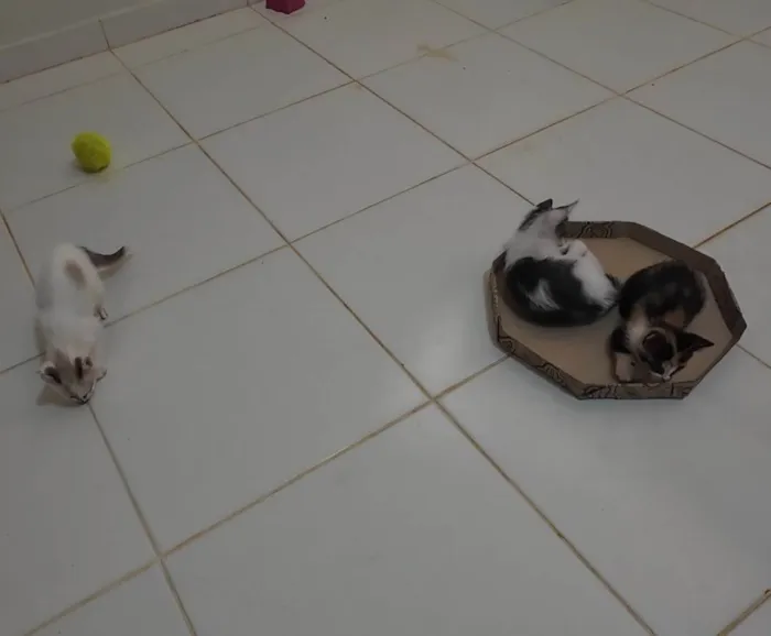 Gato ra a SRD-ViraLata idade Abaixo de 2 meses nome Gatinha e gatinhos nascidos no dia 7 de julho