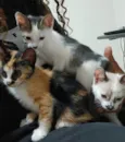 Gatinha e gatinhos nascidos no dia 7 de julho