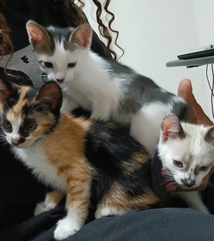 Gato ra a SRD-ViraLata idade Abaixo de 2 meses nome Gatinha e gatinhos nascidos no dia 7 de julho