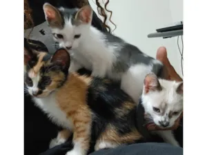 Gato raça SRD-ViraLata idade Abaixo de 2 meses nome Gatinha e gatinhos nascidos no dia 7 de julho