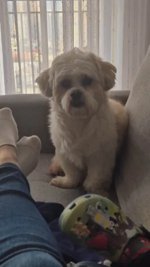 Cachorro raça Lhasa Apso idade 3 anos nome Max 