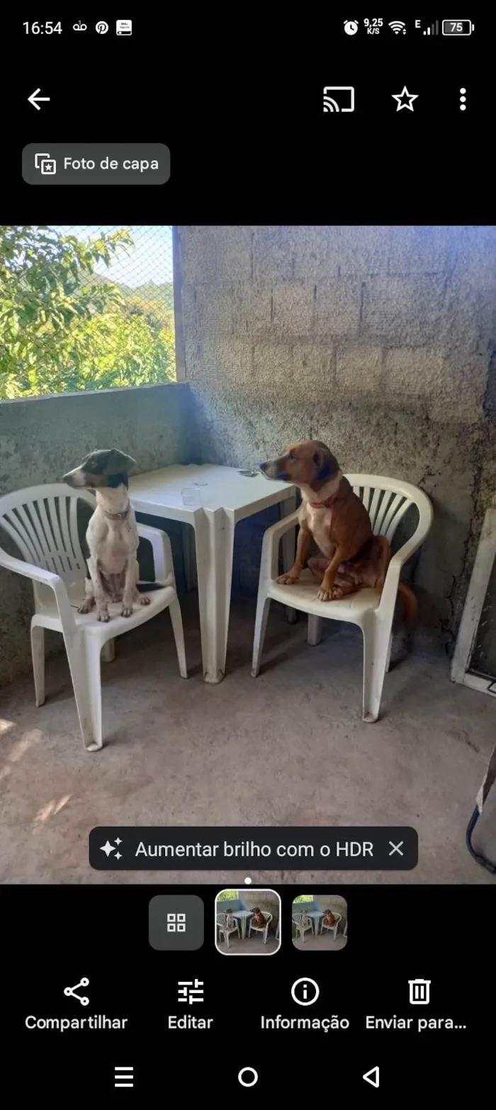 Cachorro ra a SRD-ViraLata idade 3 anos nome Brutos 