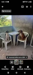 Brutos