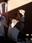 Brutos